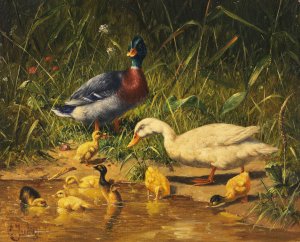 Enten mit Jungen am Wasser by Carl Jutz Oil Painting