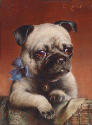 Young Pug Oil painting by Carl Reichert