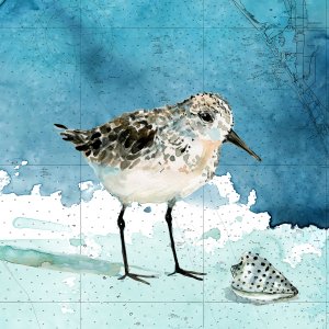Bay Shore Sandpiper I by Carol Robinson Oil Painting