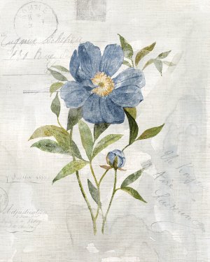 Blue Linen Peony by Carol Robinson Oil Painting