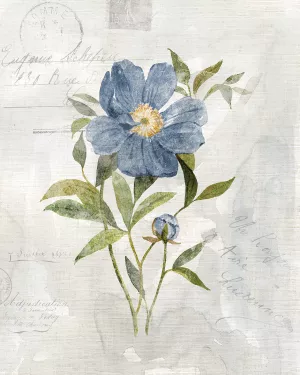 Blue Linen Peony by Carol Robinson Oil Painting