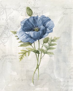Blue Linen Poppy by Carol Robinson Oil Painting