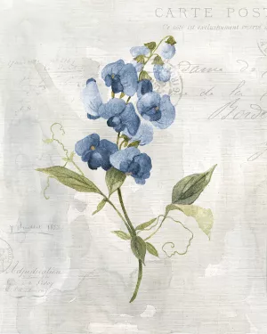 Blue Linen Sweet Pea by Carol Robinson Oil Painting