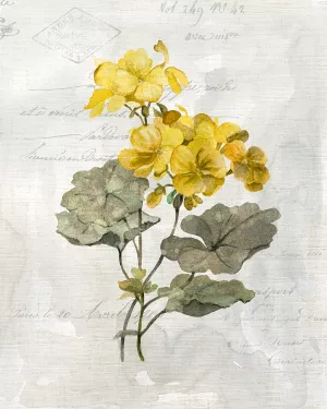 Canary Linen Geranium by Carol Robinson Oil Painting