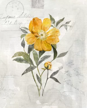 Canary Linen Peony by Carol Robinson Oil Painting