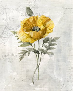 Canary Linen Poppy by Carol Robinson Oil Painting