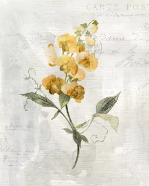 Canary Linen Sweetpea by Carol Robinson Oil Painting