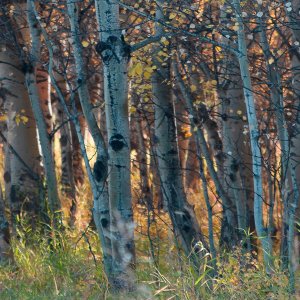 Fall Birch I by Carol Robinson Oil Painting
