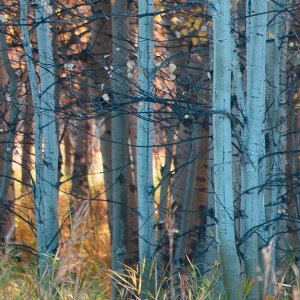 Fall Birch II by Carol Robinson Oil Painting