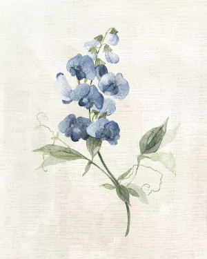 Farmhouse Periwinkle II by Carol Robinson Oil Painting