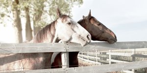 Friendly Visit by Carol Robinson Oil Painting