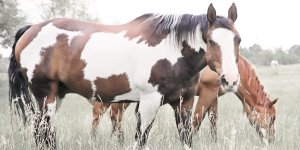 Grazin' by Carol Robinson Oil Painting