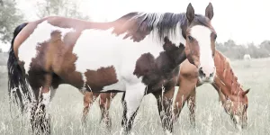 Grazin' by Carol Robinson Oil Painting