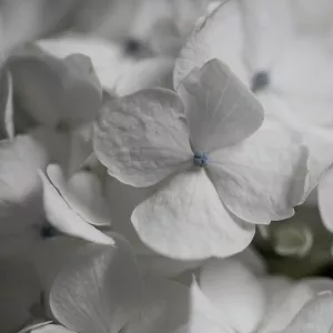 Hydrangea I by Carol Robinson Oil Painting