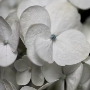 Hydrangea II by Carol Robinson Oil Painting
