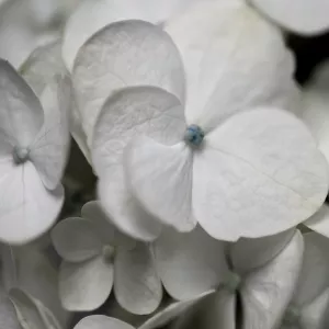 Hydrangea II by Carol Robinson Oil Painting
