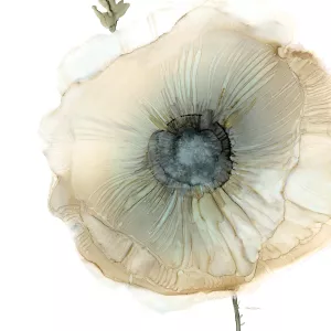 Iridescent Poppy II by Carol Robinson Oil Painting