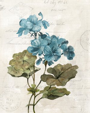Linen Geranium by Carol Robinson Oil Painting