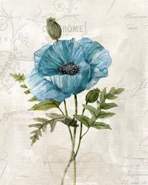 Linen Poppy by Carol Robinson Oil Painting