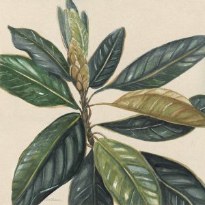 Magnolia Leaves II by Carol Robinson Oil Painting