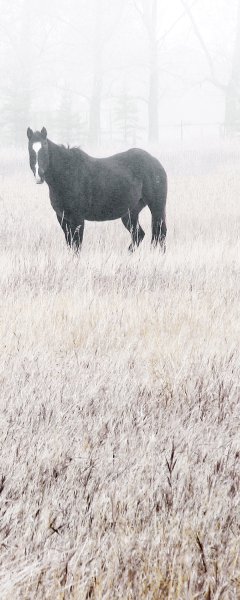 Misty Pasture II by Carol Robinson Oil Painting