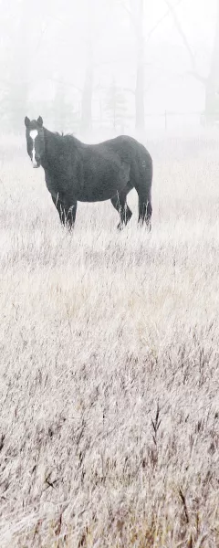 Misty Pasture II by Carol Robinson Oil Painting