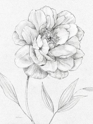 Peony Sketch by Carol Robinson Oil Painting