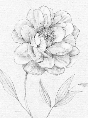 Peony Sketch by Carol Robinson Oil Painting