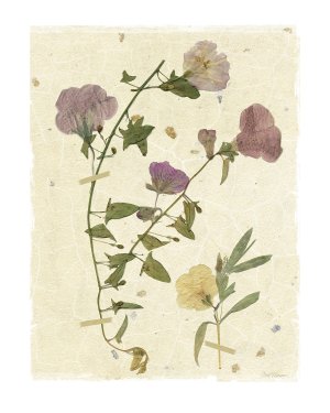 Pressed Morning Glory by Carol Robinson Oil Painting