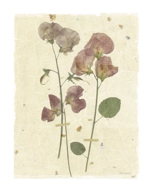 Pressed Sweetpea by Carol Robinson Oil Painting