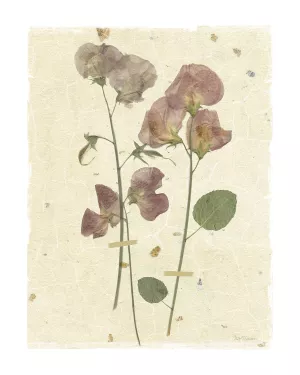Pressed Sweetpea by Carol Robinson Oil Painting