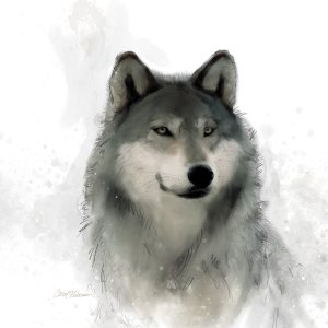 Rainsoft Wolf by Carol Robinson Oil Painting