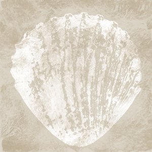 Sandy Shell I Oil painting by Carol Robinson
