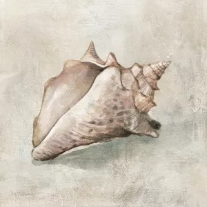 Seashell Textures II by Carol Robinson Oil Painting