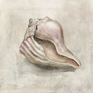 Seashell Textures III by Carol Robinson Oil Painting