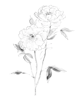 Sketchy Rose I by Carol Robinson Oil Painting