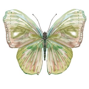 Soft Wings II by Carol Robinson Oil Painting