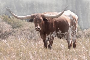 Texas Longhorn by Carol Robinson Oil Painting