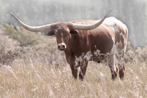 Texas Longhorn Oil Painting by Carol Robinson - Bestsellers