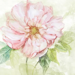 Translucent Peony by Carol Robinson Oil Painting