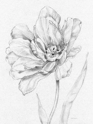 Tulip Sketch by Carol Robinson Oil Painting