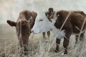 Two Friends Oil Painting by Carol Robinson - Contemporary