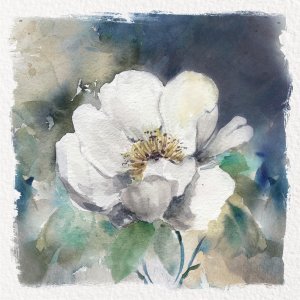 White Washed Peony by Carol Robinson Oil Painting