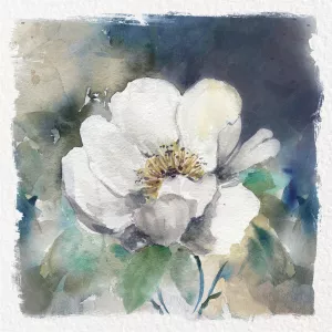 White Washed Peony by Carol Robinson Oil Painting