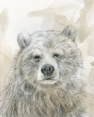 Woodland Sketch Bear by Carol Robinson Oil Painting