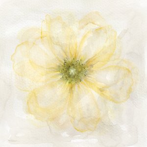 Yellow Posy I by Carol Robinson Oil Painting