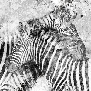 Zebra Pair by Carol Robinson Oil Painting