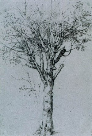 Study of a Tree