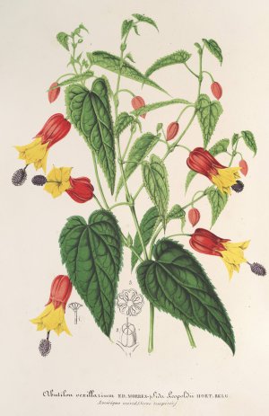 Abutilon vexillarium by Charles Antoine Lemaire Oil Painting