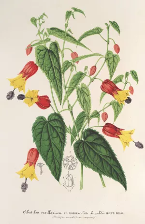 Abutilon vexillarium by Charles Antoine Lemaire Oil Painting